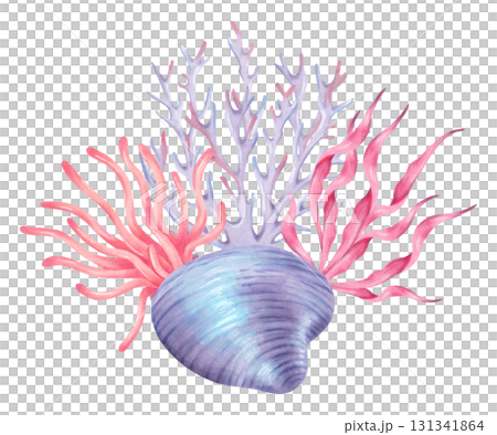 A composition of a shell with coral and sea waves. Coral reef with underwater animals. Watercolor illustration. Hand-drawn isolated art. For nautical themes, tropical designs, and summer projects. A composition of a shell with coral and sea waves. Coral reef with underwater animals. Watercolor illustration. Hand-drawn isolated art. For nautical themes, tropical designs, and summer projects. 131341864