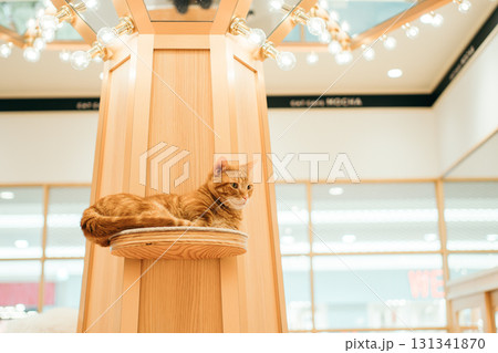 猫カフェ　猫　マンチカン 131341870