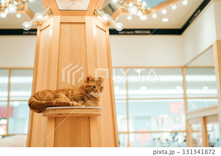 猫カフェ 猫 マンチカン 猫カフェ 猫 マンチカン 131341872