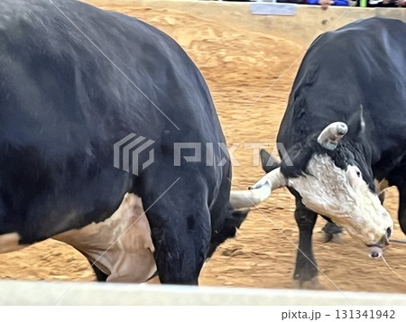 うるま市闘牛 うるま市闘牛 131341942