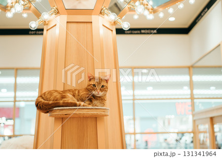 猫カフェ　猫　マンチカン 131341964