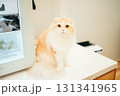 猫カフェ　猫　スコティッシュフォールド 131341965