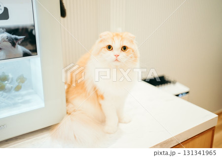 猫カフェ　猫　スコティッシュフォールド 131341965