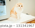 猫カフェ　猫　スコティッシュフォールド 131341967