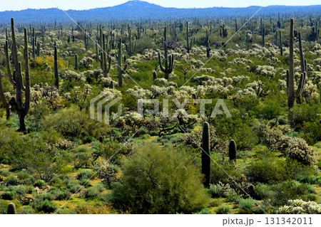 Landscape Sonoran Desert Arizona 131342011