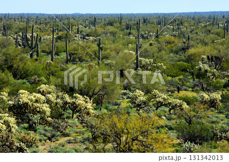 Landscape Sonoran Desert Arizona 131342013