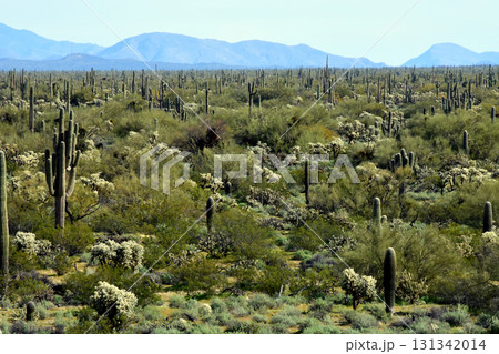 Landscape Sonoran Desert Arizona 131342014