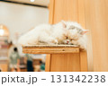 猫カフェ　猫　マンチカン 131342238