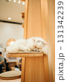 猫カフェ　猫　マンチカン 131342239