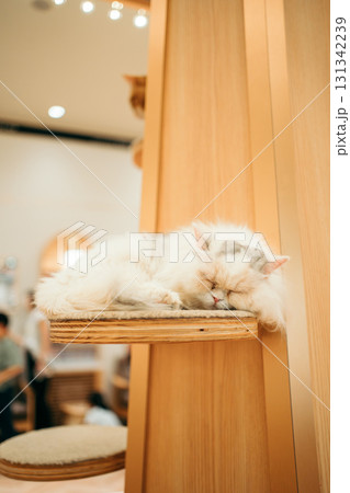 猫カフェ　猫　マンチカン 131342239