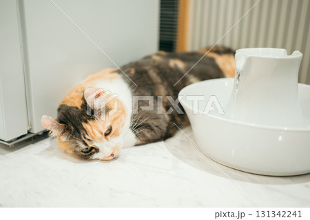 猫カフェ　猫　キンカロー 131342241