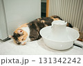 猫カフェ　猫　キンカロー 131342242