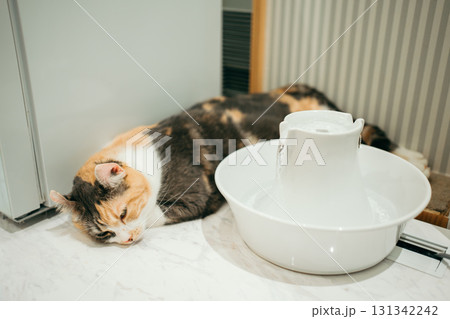 猫カフェ　猫　キンカロー 131342242