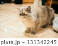 猫カフェ　猫　エキゾチックロングヘア 131342245