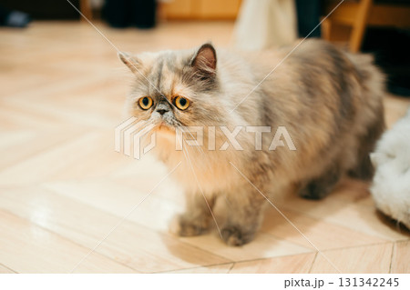 猫カフェ 猫 エキゾチックロングヘア 猫カフェ 猫 エキゾチックロングヘア 131342245
