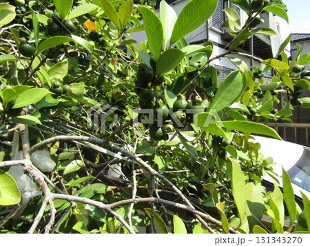 まだまだ未熟なグァバの濃い緑色の実 131343270