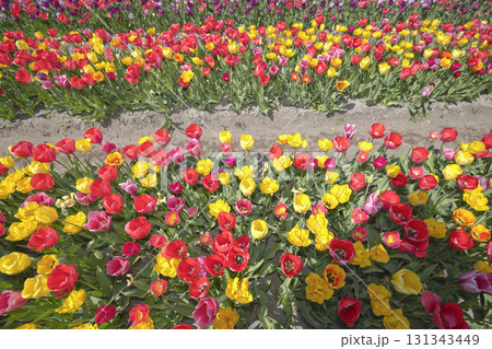 Selective focus. Rows of vibrant tulips in shades of yellow, orange, red, pink, and white create a stunning floral carpet in the Dutch countryside. The colorful patterns highlight the Netherlands worl 131343449