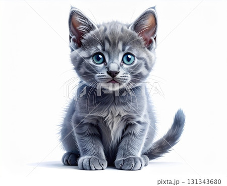 背景が真っ白の中のグレー毛色の子猫 背景が真っ白の中のグレー毛色の子猫 131343680