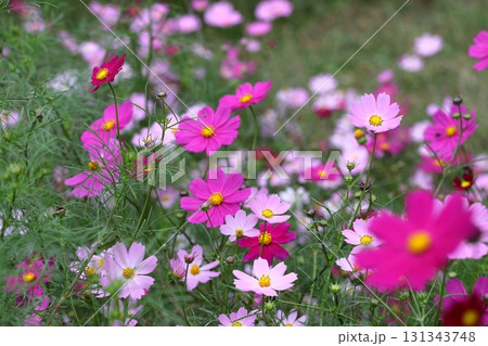 コスモスの花 コスモスの花 131343748