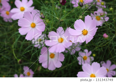 コスモスの花 コスモスの花 131343749