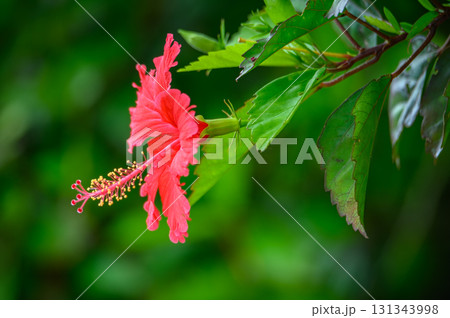 ハイビスカス 131343998