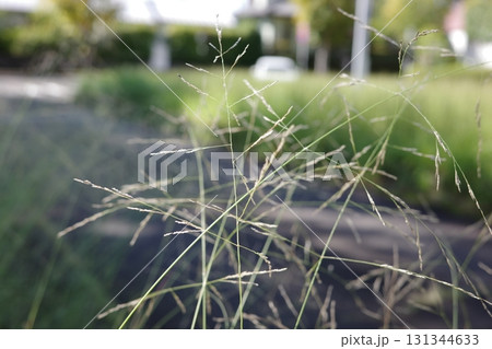 秋の朝日を浴びて、メヒシバがやわらかに輝いています。 131344633