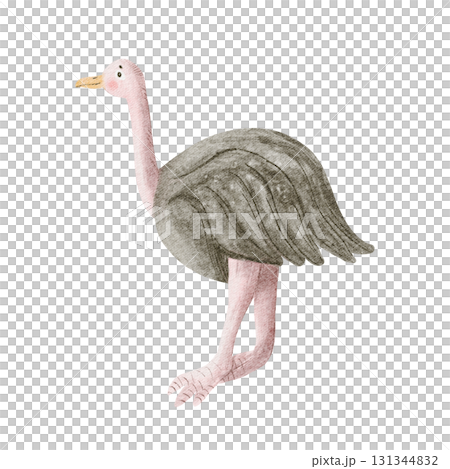 Simple ostrich kids drawing illustration isolated on white. African savannah bird clip art in childish style for nursery and baby room designs. Safari fauna sketch in gray and pastel pink colors Simple ostrich kids drawing illustration isolated on white. African savannah bird clip art in childish style for nursery and baby room designs. Safari fauna sketch in gray and pastel pink colors 131344832