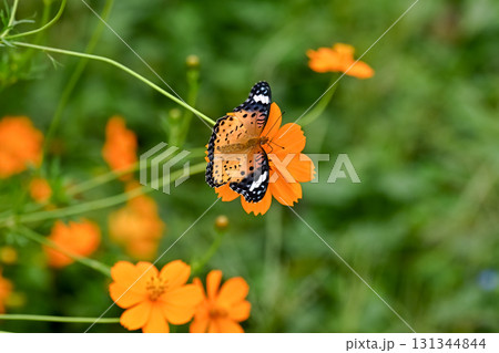 ツマグロヒョウモンのメス 131344844