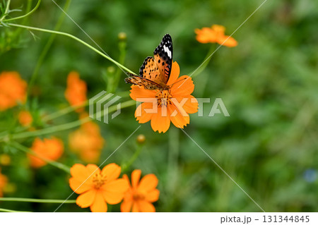 ツマグロヒョウモンのメス 131344845