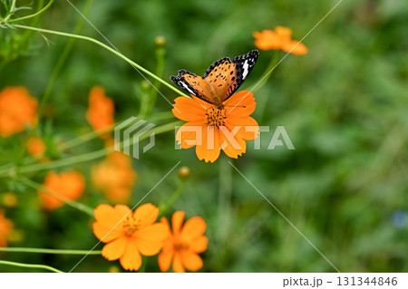 ツマグロヒョウモンのメス 131344846