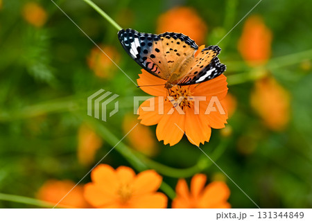 ツマグロヒョウモンのメス 131344849