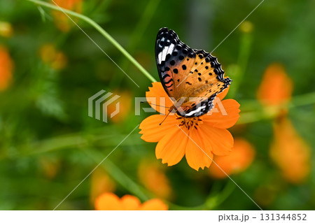 ツマグロヒョウモンのメス 131344852