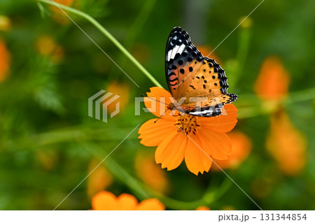 ツマグロヒョウモンのメス ツマグロヒョウモンのメス 131344854