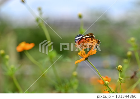 ツマグロヒョウモンのメス ツマグロヒョウモンのメス 131344860