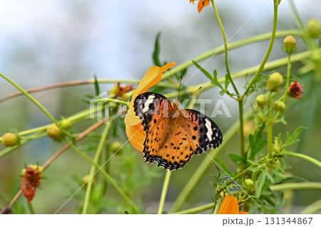ツマグロヒョウモンのメス 131344867