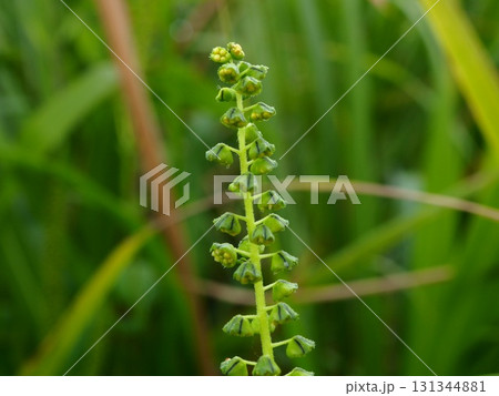 荒川河川敷で咲くブタクサの花 131344881