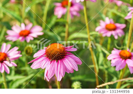 Blooming pink coneflowers echinacea in summer garden with soft green background and vibrant petals Blooming pink coneflowers echinacea in summer garden with soft green background and vibrant petals 131344956
