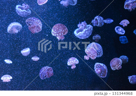 Group of Mastigias papua or spotted lagoon jellyfish swim gracefully in deep blue water of aquarium Group of Mastigias papua or spotted lagoon jellyfish swim gracefully in deep blue water of aquarium 131344968