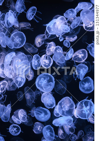 Group of Aurelia limbata or brown banded moon jelly jellyfish swim in blue water of aquarium 131344977