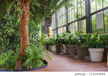 Indoor greenhouse with tree, wooden floor and lush green plants in flowerpots near large windows 131344994