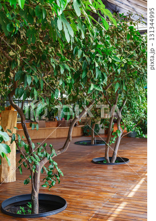 Decorative indoor trees with green leaves lit by sunlight in contemporary botanical interior design Decorative indoor trees with green leaves lit by sunlight in contemporary botanical interior design 131344995