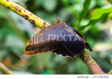 Caligo memnon, owl butterfly sitting on leaf in green outdoor garden background 131345002