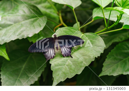 Papilio memnon, the great Mormon or Asian swallowtail butterfly, Papilionidae family on green leaf Papilio memnon, the great Mormon or Asian swallowtail butterfly, Papilionidae family on green leaf 131345003