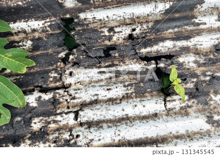 Green plant growing through burnt rusty metal roof symbol of life resilience and nature power Green plant growing through burnt rusty metal roof symbol of life resilience and nature power 131345545