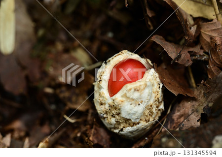 タマゴのような白い殻をやぶって出てきたタマゴタケ 131345594