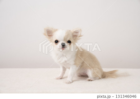 お座りしたチワワのぴいち 131346046