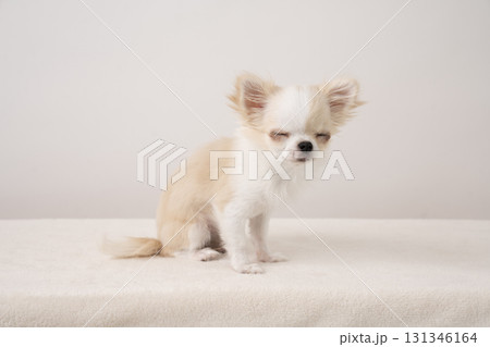 目を閉じたチワワのぴいち 131346164