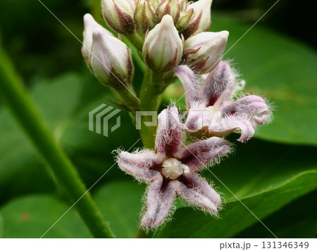 真夏の荒川河川敷に咲くガガイモの白い花 真夏の荒川河川敷に咲くガガイモの白い花 131346349