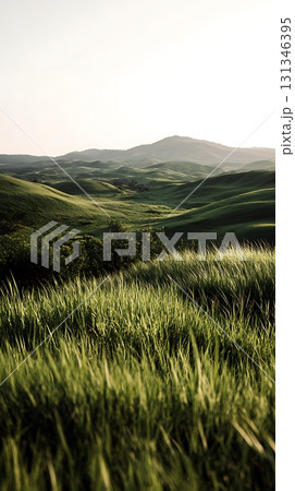 Lush Green Hills of Tuscany with Grass in Foreground Lush Green Hills of Tuscany with Grass in Foreground 131346395