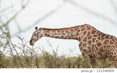 Giraffe is outdoors in the wildlife in the Africa Giraffe is outdoors in the wildlife in the Africa 131346609
